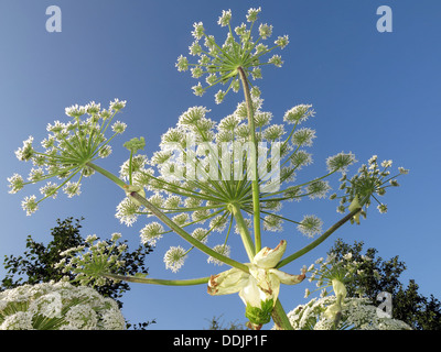 Porco di gigante di erbaccia, Mucca Prezzemolo, Cheshire , Inghilterra Foto Stock