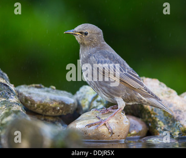 I capretti di starling comune (sturnus vulgaris) in piedi su una pietra in uno stagno durante una doccia a pioggia Foto Stock