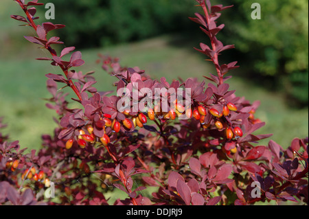 Berberis thunbergii Foto Stock