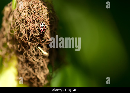 Una coccinella sulla seta maturo di un orecchio di mais Foto Stock