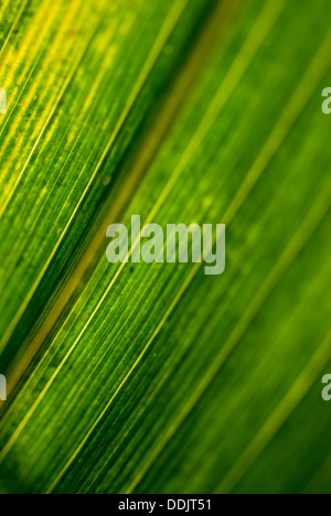 Trefoli vascolari di una foglia di mais Foto Stock