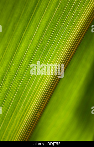 Primo piano sulle vene di una foglia di mais Foto Stock