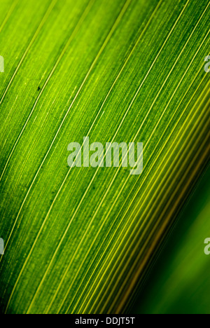 Primo piano su una foglia di mais Foto Stock