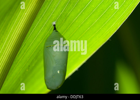 Farfalla monarca crisalide sospesa per un congedo di mais Foto Stock