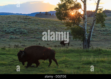 Bisonti nel Parco Nazionale di Yellowstone Foto Stock