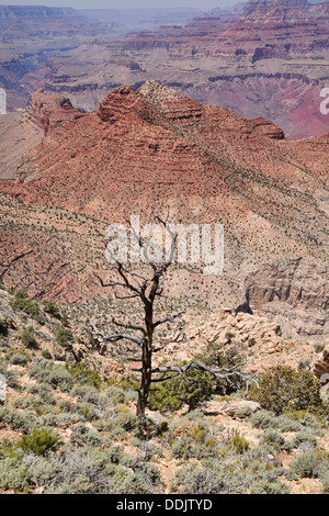 Vista della cresta di cedro dal Ooh Aah punto sulla Kaibab Trail, il Parco Nazionale del Grand Canyon, Arizona Foto Stock