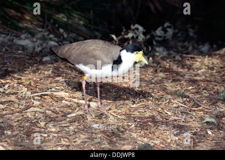 Masked Pavoncella- Vanellus miglia- Famiglia Charadriidae Foto Stock