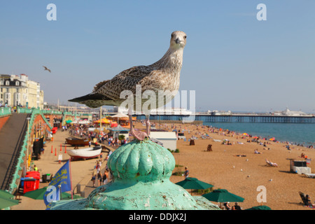 Giovani seagull sul lungomare di Brighton East Sussex England Regno Unito Foto Stock