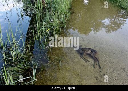 Chiemsee alluvione giugno 2013, giovane annegato Fawn Caprioli, Chiemgau, Alta Baviera Germania Europa Foto Stock