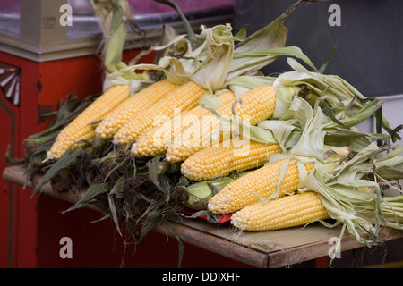 Raccolti sulla pannocchia di mais su un tavolo Foto Stock