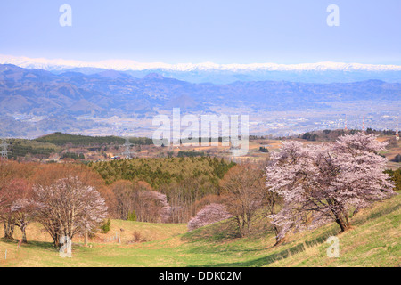 Ciliegio e montagna innevata, Yamagata, Giappone Foto Stock