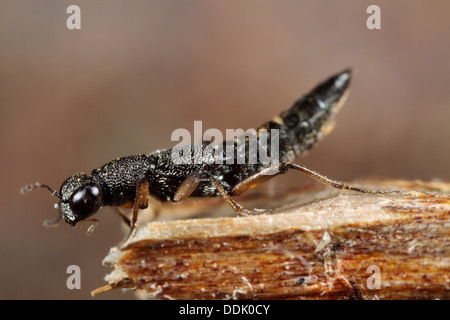 Piccoli predatori di stoppino beetle Stenus cicindeloides, da una fattoria muck-heap. Powys, Galles. Gennaio. Foto Stock