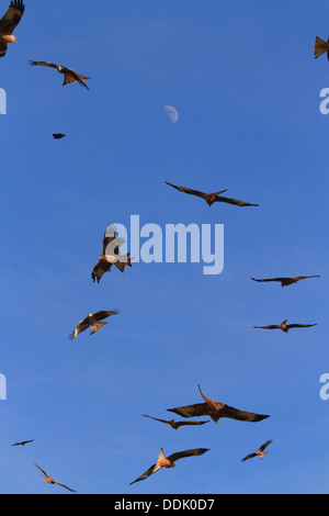 Nibbio reale (Milvus milvus) gregge, in volo, con luna, raccogliendo oltre la stazione di alimentazione, Gigrin Farm, POWYS, GALLES. Febbraio. Foto Stock