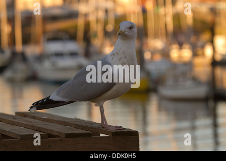 Aringa Gabbiano (Larus argentatus) terzo-inverno sub-adulto. In piedi con una marina in background. Aberystwyth Foto Stock