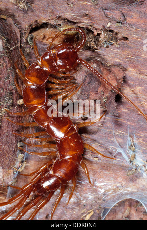 Marrone (Centipede Lithobius forficatus) sotto corteccia. Powys, Galles. Febbraio. Foto Stock