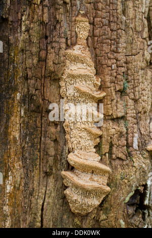 Rovere staffa Mazegill fungo (Daedalea quercina) corpi fruttiferi su una quercia gatepost. Powys, Galles. Febbraio. Foto Stock