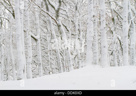 Rovere (Quercus petraea) Bosco dopo una tempesta di neve. Powys, Galles. Marzo. Foto Stock