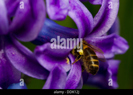 Western miele delle api (Apis mellifera) alimentazione in fiore di un giardino Giacinto (Hyacinthus orientalis) fiore. Foto Stock