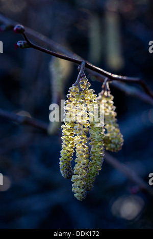 Comune di nocciolo (Corylus avellana) amenti (fiori maschili). Powys, Galles. Aprile Foto Stock