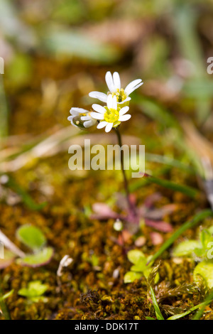 Comune (Whitlowgrass Erophila verna) fioritura. Una molla-specie a fioritura di habitat a secco. Powys, Galles. Aprile. Foto Stock