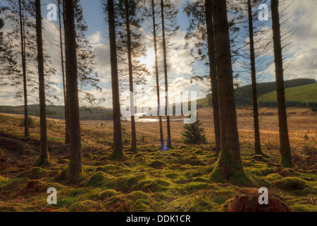 Sitka Abete (Picea sitchensis) plantation nelle vicinanze Llyn Clywedog. Hafren forest, POWYS, GALLES. Aprile. Foto Stock