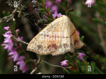 Maiden's arrossire (cyclophora punctaria), il geometra moth varietà Foto Stock