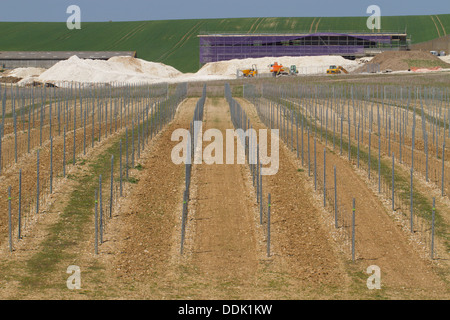 Appena piantati a vigneto e della cantina in costruzione sul South Downs. Rathfinny station wagon, Alfriston, East Sussex. Maggio. Foto Stock