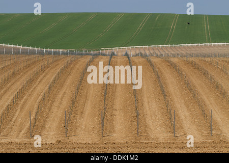 Neo-vigneto piantato sulla South Downs. Rathfinny station wagon, Alfriston, East Sussex. Maggio. Foto Stock