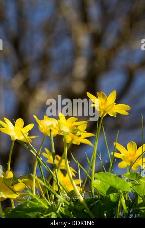 Lesser Celandine (Ranunculus ficaria) fioritura nel bosco. Powys, Galles. Maggio. Foto Stock