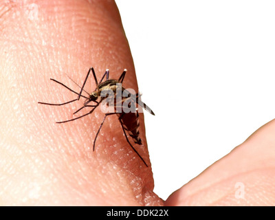 Succhiare il sangue mosquito Foto Stock