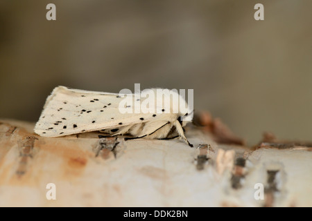 Ermellino bianco Tarma (Spilosoma lubricipeda) adulto a riposo su argento betulla, Oxfordshire, Inghilterra, Giugno Foto Stock