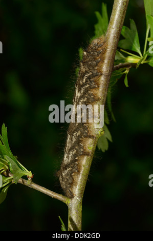 Falda Tarma (Gastropacha quercifolia) cresciuto larva sul ramo di biancospino, Oxfordshire, Inghilterra Foto Stock