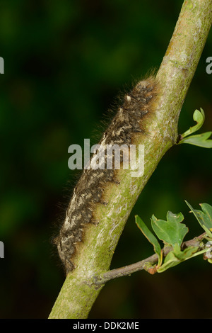 Falda Tarma (Gastropacha quercifolia) cresciuto larva, alimentando il biancospino, Oxfordshire, Inghilterra Foto Stock