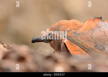 Falda Tarma (Gastropacha quercifolia) adulto in appoggio sul tronco di albero, close-up di testa, Oxfordshire, Inghilterra Foto Stock