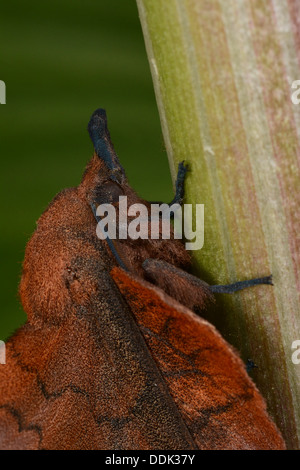 Falda Tarma (Gastropacha quercifolia) adulto in appoggio, close-up di testa, Oxfordshire, Inghilterra, Luglio Foto Stock