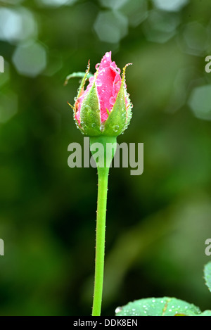 Rosebud rosa con gocce di acqua su tre Foto Stock