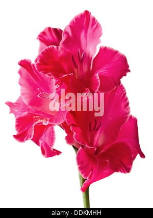 Gladiolus isolati su sfondo bianco Foto Stock