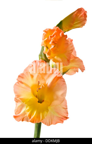 Gladiolus isolati su sfondo bianco Foto Stock