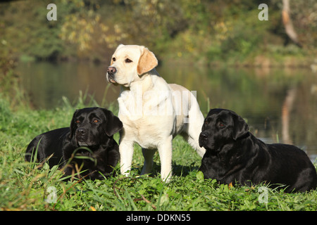 Tre bellissimi labrador retriever di fronte all'acqua Foto Stock