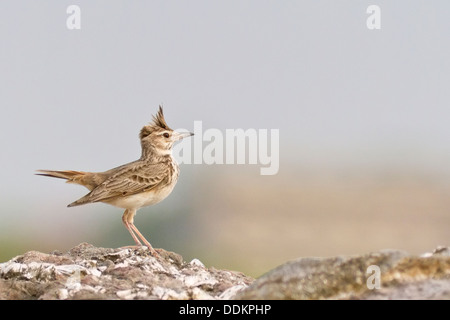 Crested Lark (Galerida cristata) visualizzazione Foto Stock