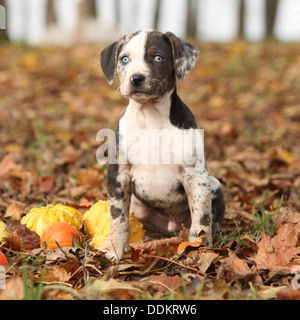 Bella la Louisiana Catahoula cucciolo con zucche in autunno Foto Stock