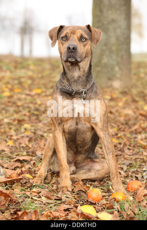 Nice brown Louisiana Catahoula dog sitter in autunno Foto Stock