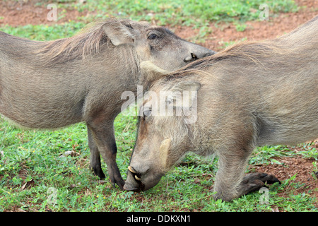 Due facoceri mostrando affetto Foto Stock