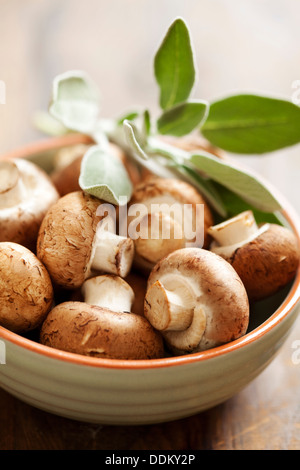 funghi Foto Stock