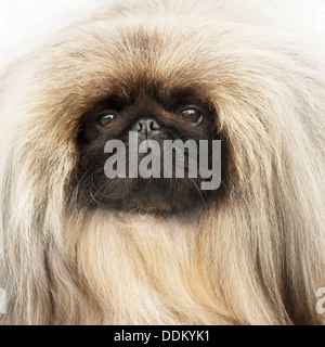 Pekingese Dog ritratto Foto Stock