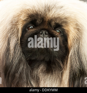 Pekingese Dog ritratto Foto Stock