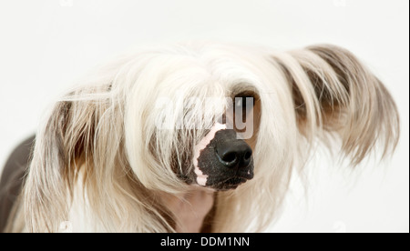 Chinese Crested Dog ritratto Foto Stock