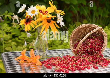 Ribes rosso e bouquet di chamomiles e fiori a cono Foto Stock