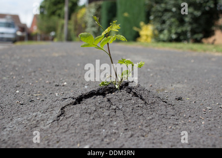 Coltura vegetale attraverso il marciapiede Foto Stock