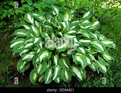 Hosta con verde e foglie di colore bianco Foto Stock